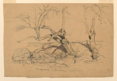 Disegno, studi. Alberi, Santa Barbara, California, 3 febbraio 1888 da Samuel Colman