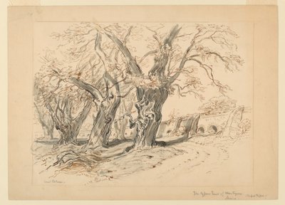 Disegno, studio per Gli alberi di cipresso di Montezuma, Parco di Chapultepec, Messico da Samuel Colman
