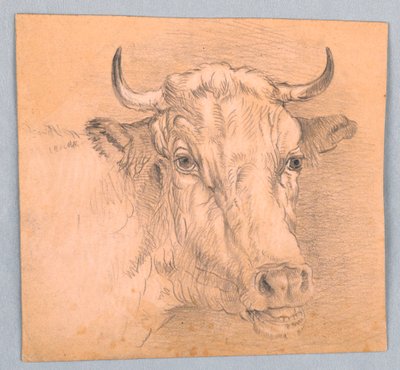 Testa di una mucca da Samuel Colman