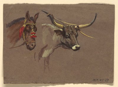Testa di Mulo con Briglia, Testa di Bufalo o Bue da Samuel Colman
