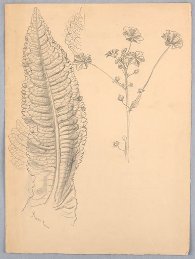 Studi di foglie da Samuel Colman