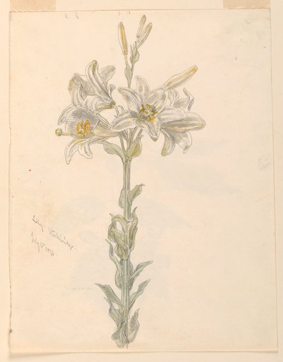 Lily, Stockbridge da Samuel Colman