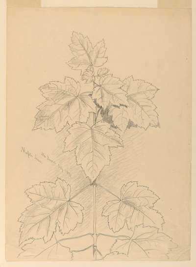 Foglie d