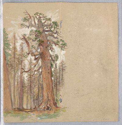 Quercia e Sempreverde da Samuel Colman