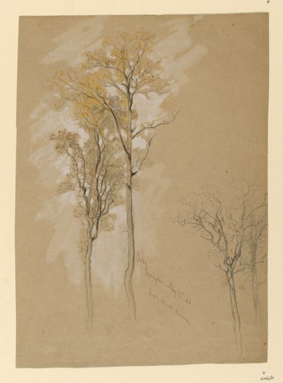 Querce, Lady Wood Lane, Irvington da Samuel Colman