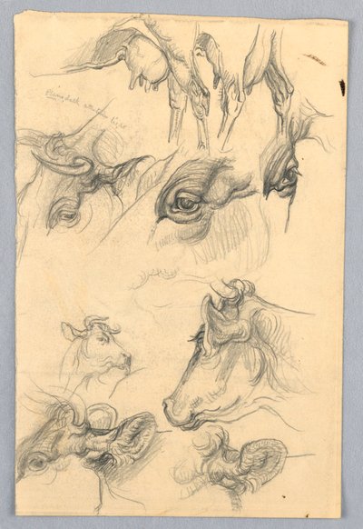 Studi di mucche da Samuel Colman