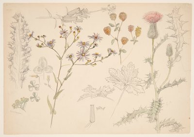 Studi di fiori di prato da Samuel Colman