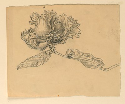 Studio per illustrazione: nocciole da Samuel Colman