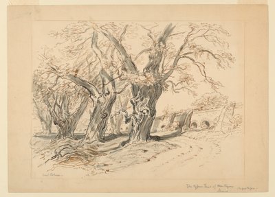 Studio per I Cipressi di Montezuma, Parco di Chapultepec, Messico da Samuel Colman