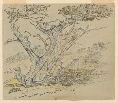Studio di Vecchi Cipressi, Cypress Point da Samuel Colman
