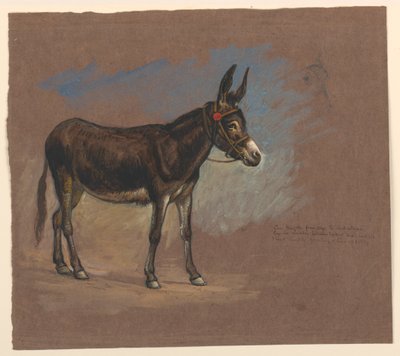 Studio di un mulo da Samuel Colman