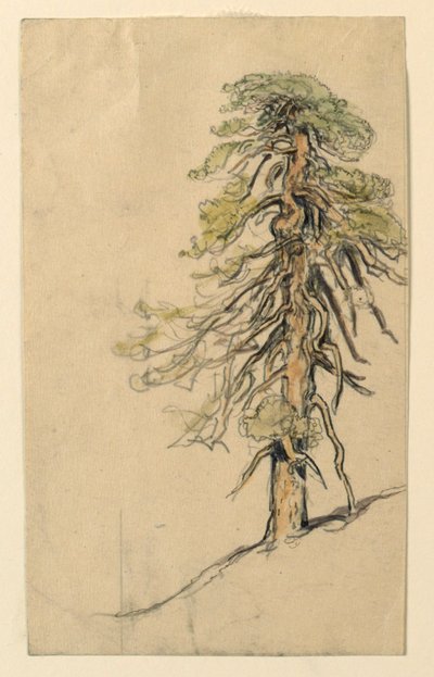 Studio di un albero su una collina da Samuel Colman