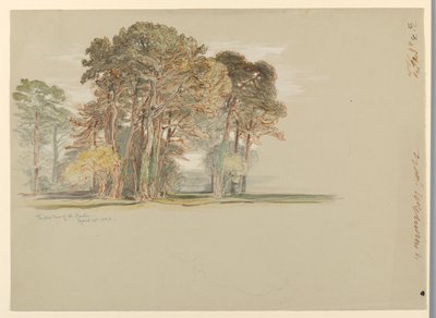 I Pini di El Monte, California da Samuel Colman
