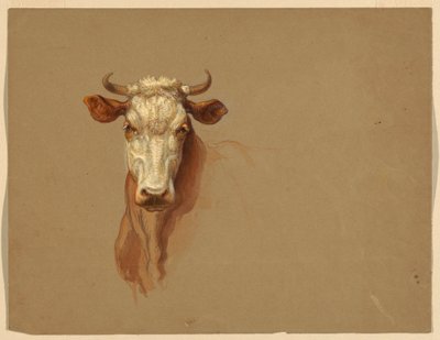 Due studi di bovini da Samuel Colman