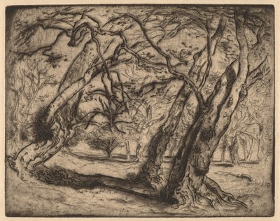 Senza titolo (paesaggio boscoso) da Samuel Colman
