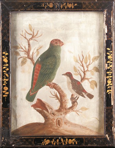 Parrocchetto Indiano Verde e Rosso, c. 1750 da Samuel Dixon