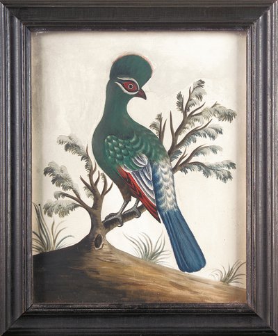 Touraco, c. 1750 da Samuel Dixon