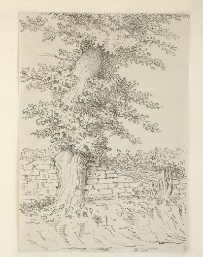 Un olmo a Bedminster da Samuel Hieronymous Grimm