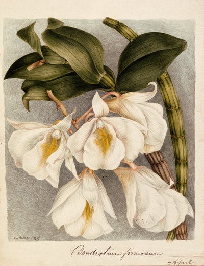 Dendrobium Formosum, c.1839 (acquerello) da Samuel Holden