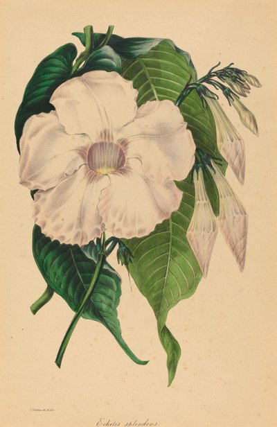 Echites splendens da Samuel Holden