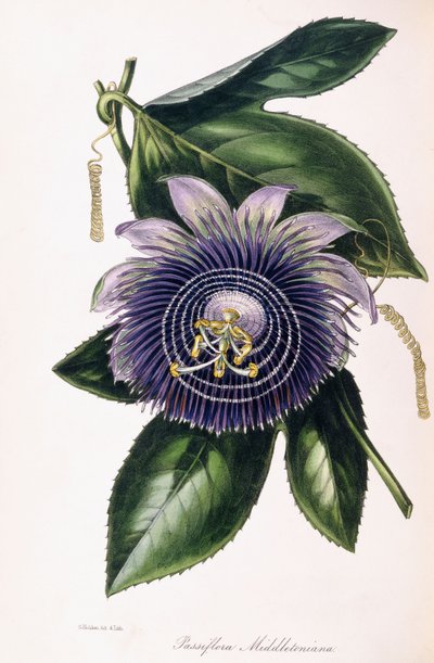 Passiflora Middletoniana da Samuel Holden