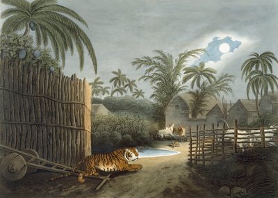 Una tigre che si aggira per un villaggio (bestiame in terrore), da 