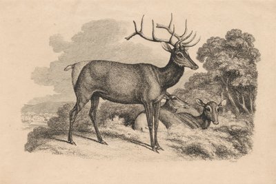 Un Cervo e Due Daini da Samuel Howitt