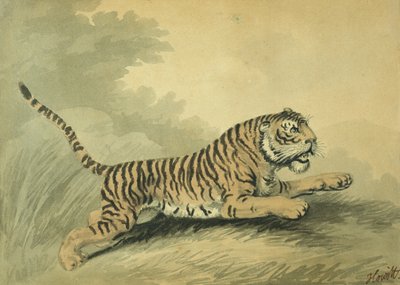 Una tigre che salta a destra, 1807 da Samuel Howitt