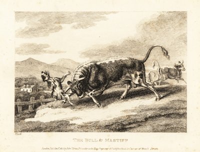 Un toro infilza un cane a morte in un campo. 1811 (acquaforte) da Samuel Howitt