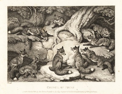 Un branco di volpi si incontra in una foresta. 1811 (acquaforte) da Samuel Howitt