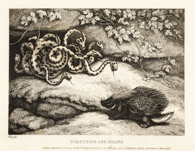Le penne affilate di un istrice scacciano un nido di serpenti da una caverna. 1811 (incisione) da Samuel Howitt