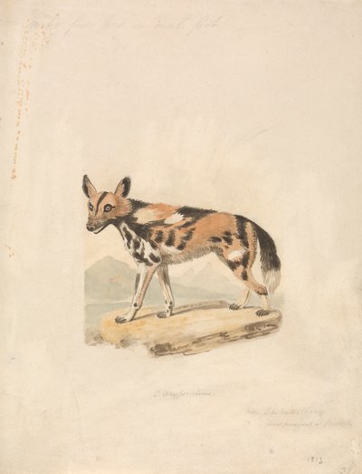 Cane abissino da Samuel Howitt