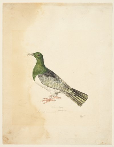 Uccello - Columba, c.1765-22 da Samuel Howitt