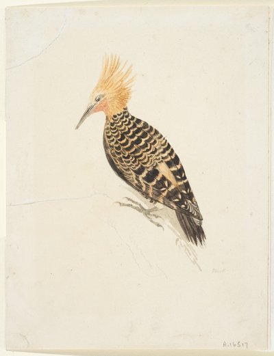 Uccello, c.1765-22 da Samuel Howitt