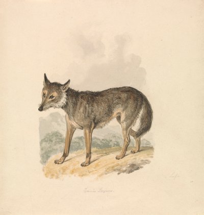 Canis Lupus, o Lupo Grigio da Samuel Howitt