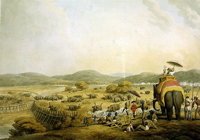 Guidare gli elefanti in un Keddah (acquerello su carta) da Samuel Howitt