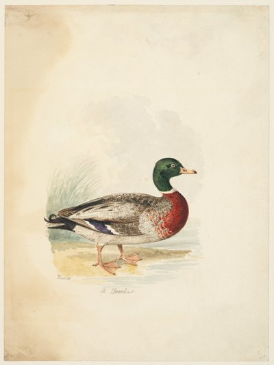 Anatra - Anas boschas (recto), c.1813-22 da Samuel Howitt
