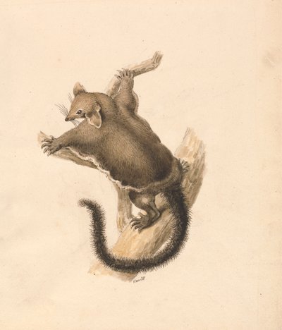 Scoiattolo volante da Samuel Howitt
