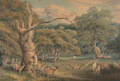 La Quercia di Hearne, Foresta di Windsor da Samuel Howitt