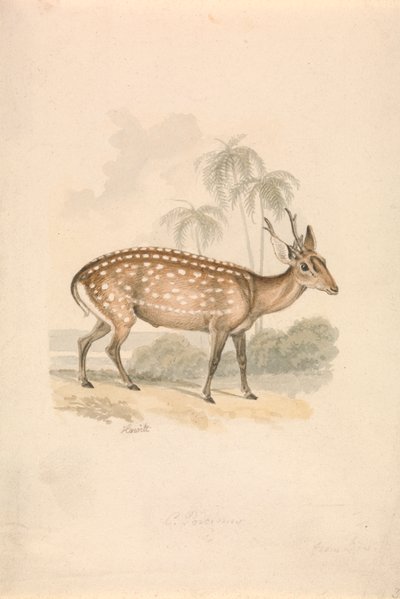 Cervo Hog da Samuel Howitt