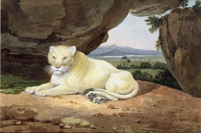 Leonessa da Samuel Howitt