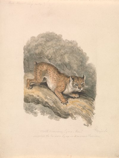 Lince nordamericana da Samuel Howitt