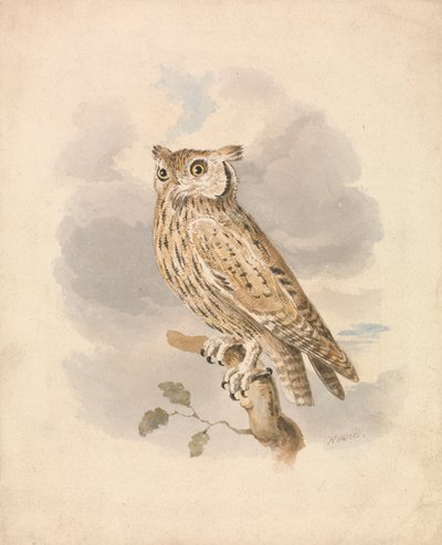 Gufo scops da Samuel Howitt