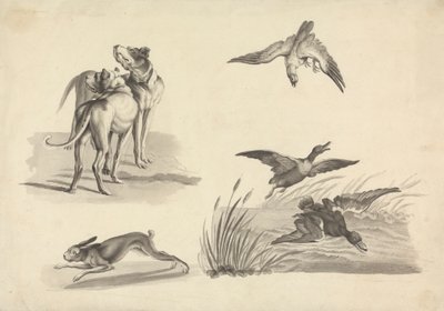 Foglio di Studi di Segugi, Lepre, Falco e Anatre da Samuel Howitt