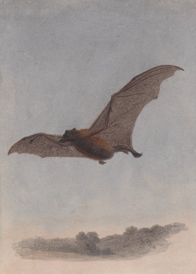 Studio di un pipistrello vampiro da Samuel Howitt