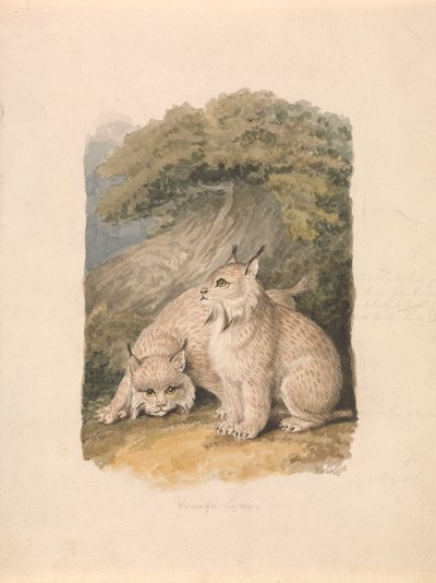 La lince canadese dal vivo da Samuel Howitt