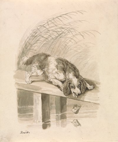 Il Cane e l