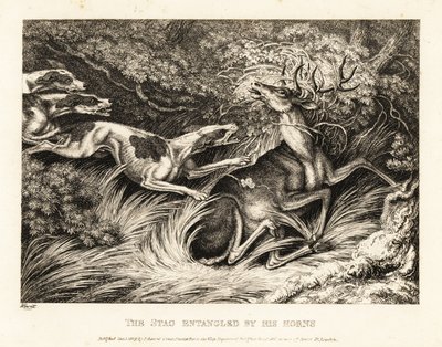 Tre segugi attaccano un cervo catturato per le corna. 1811 (incisione) da Samuel Howitt
