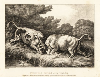 Due tori che incrociano le corna vicino a uno stagno pieno di rane. 1811 (incisione) da Samuel Howitt