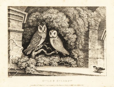 Due gufi e un passero da Samuel Howitt